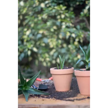 Aloe Vera Plants